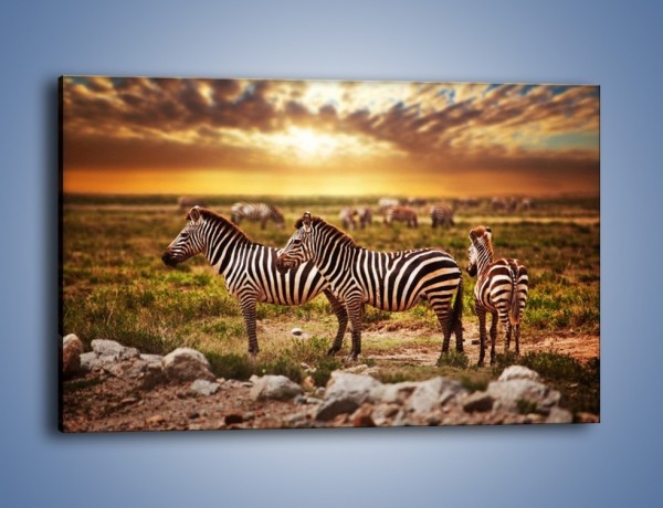 Obraz na płótnie – Zebra w dwóch kolorach – jednoczęściowy prostokątny poziomy Z221
