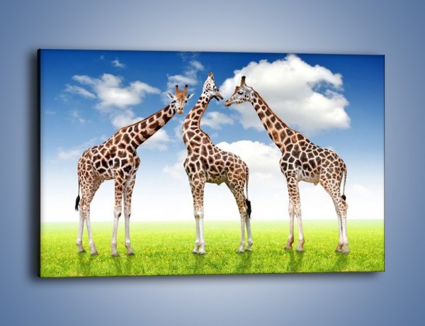 Obraz na płótnie – Poranna gimnastyka z żyrafą – jednoczęściowy prostokątny poziomy Z226