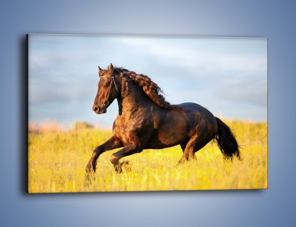Obraz na płótnie – Dziki koń i jego mięśnie – jednoczęściowy prostokątny poziomy Z232