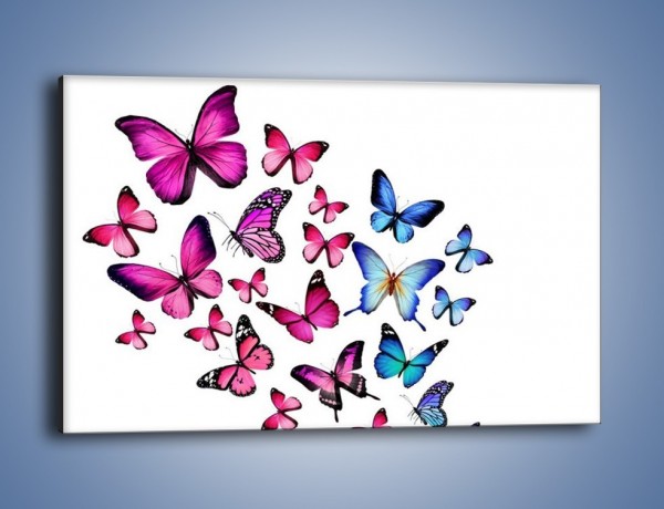 Obraz na płótnie – Rodzina kolorowych motyli – jednoczęściowy prostokątny poziomy Z235