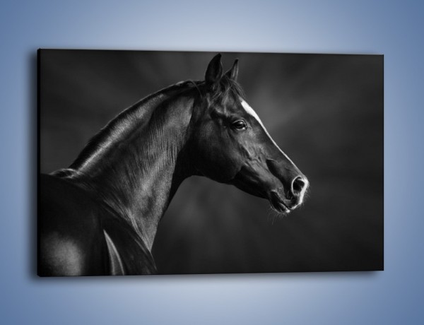 Obraz na płótnie – Zadumane spojrzenie konia – jednoczęściowy prostokątny poziomy Z238