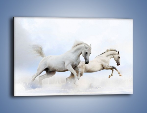 Obraz na płótnie – Białe konie i biały śnieg – jednoczęściowy prostokątny poziomy Z239