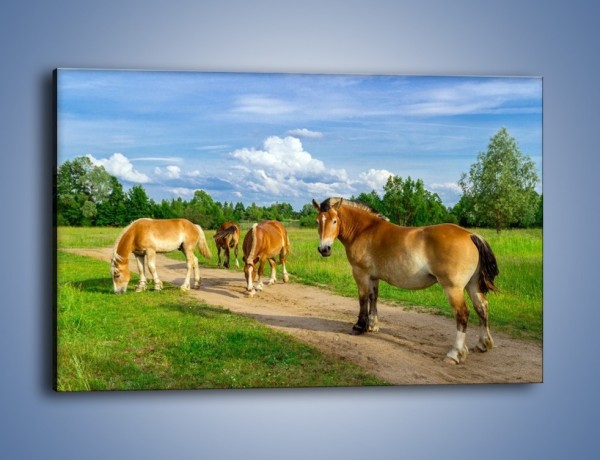 Obraz na płótnie – Konie z gospodarstwa – jednoczęściowy prostokątny poziomy Z242