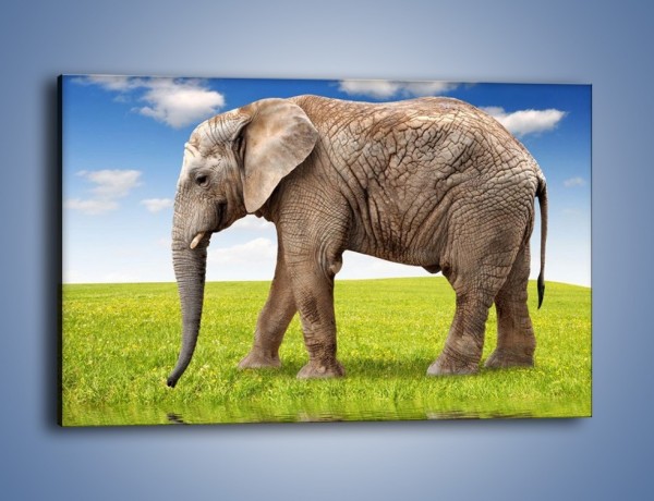 Obraz na płótnie – Odbicie słonia w wodnym lustrze – jednoczęściowy prostokątny poziomy Z245
