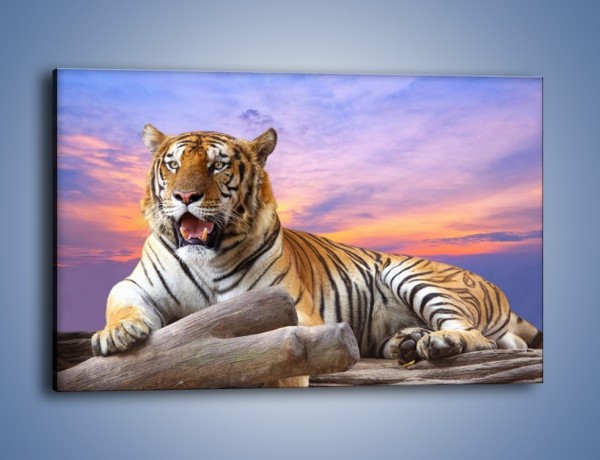 Obraz na płótnie – Tygrys o zachodzie słońca – jednoczęściowy prostokątny poziomy Z246