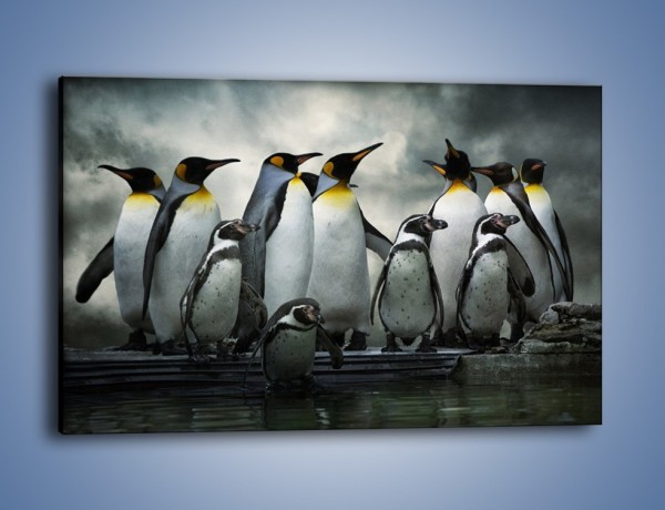 Obraz na płótnie – Pingwinki z madagaskaru – jednoczęściowy prostokątny poziomy Z247