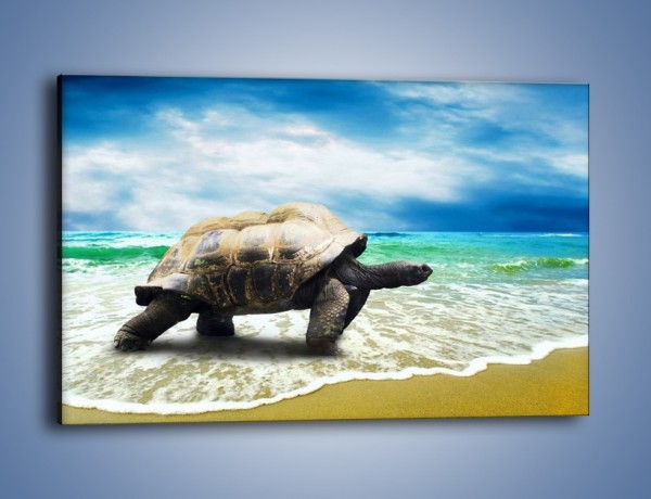 Obraz na płótnie – Jak tu nie kochać żółwi – jednoczęściowy prostokątny poziomy Z251
