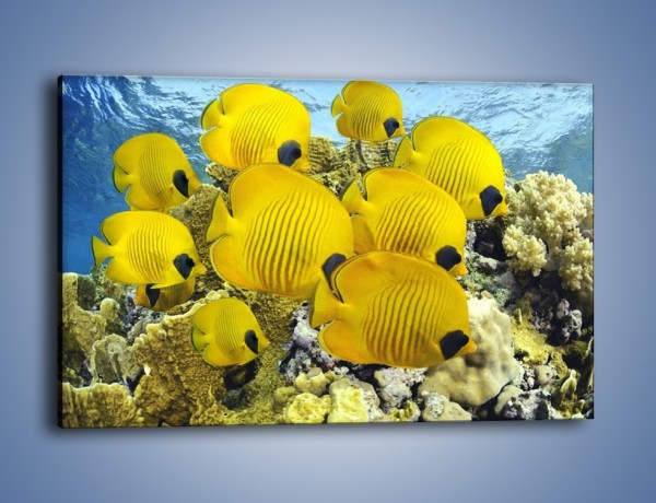 Obraz na płótnie – Słoneczne ryby w oceanie – jednoczęściowy prostokątny poziomy Z252