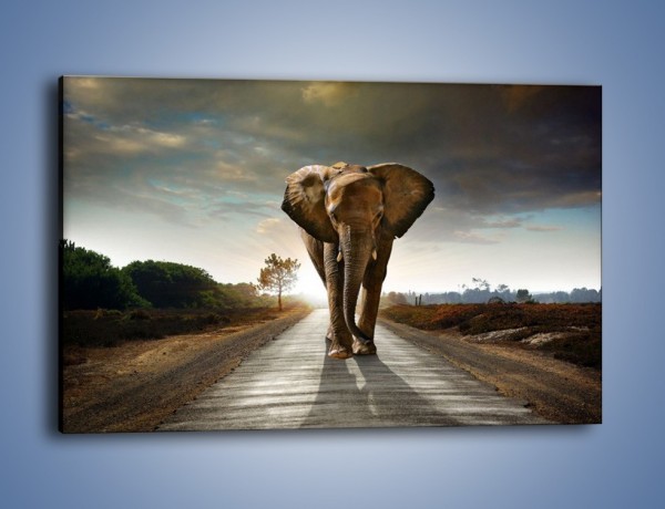 Obraz na płótnie – Słoń w poszukiwaniu rodziny – jednoczęściowy prostokątny poziomy Z256