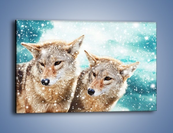 Obraz na płótnie – Zaciekawione wilki w płatkach śniegu – jednoczęściowy prostokątny poziomy Z257