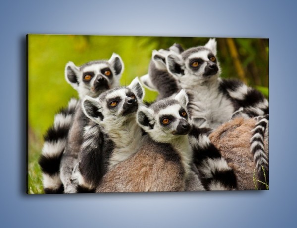 Obraz na płótnie – Wszystko wiedzące lemury – jednoczęściowy prostokątny poziomy Z259