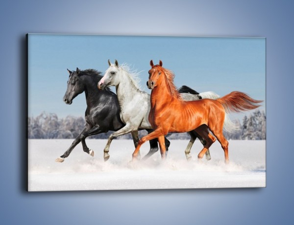 Obraz na płótnie – Konie w kolorach – jednoczęściowy prostokątny poziomy Z261