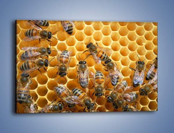 Obraz na płótnie – Pszczoły na plastrze miodu – jednoczęściowy prostokątny poziomy Z265