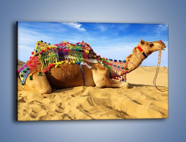 Obraz na płótnie – Wystrojony wielbłąd na pustyni – jednoczęściowy prostokątny poziomy Z266