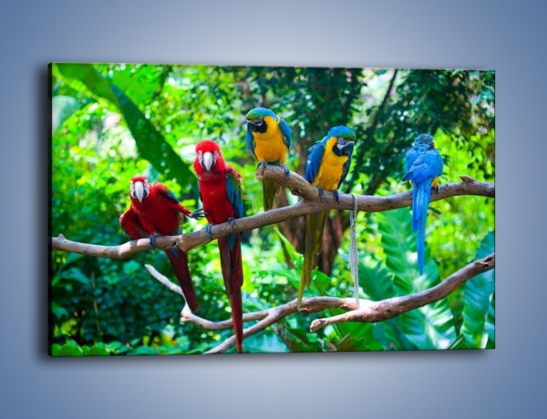 Obraz na płótnie – Obrażona koleżanka w gronie papug – jednoczęściowy prostokątny poziomy Z269