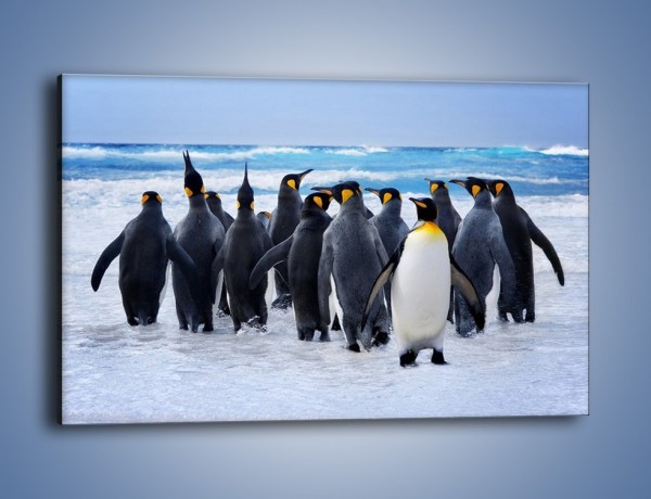 Obraz na płótnie – Narada pingwiniej rodziny – jednoczęściowy prostokątny poziomy Z272
