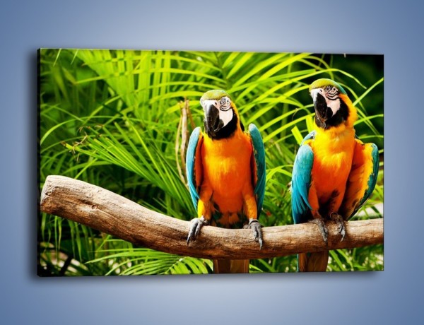 Obraz na płótnie – Papugi na tle paproci – jednoczęściowy prostokątny poziomy Z278