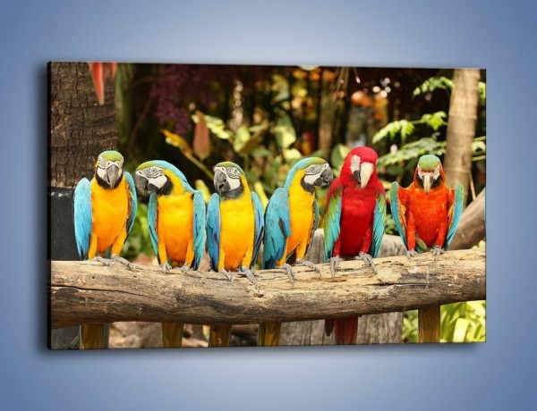 Obraz na płótnie – Sześć papug czeka na siódmego – jednoczęściowy prostokątny poziomy Z279