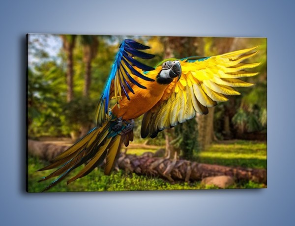 Obraz na płótnie – Rozłożone barwne skrzydła papugi – jednoczęściowy prostokątny poziomy Z281