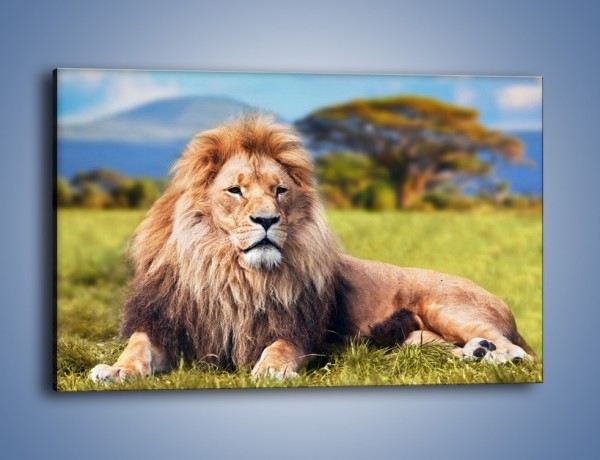 Obraz na płótnie – Dostojny lew na sawannie – jednoczęściowy prostokątny poziomy Z282