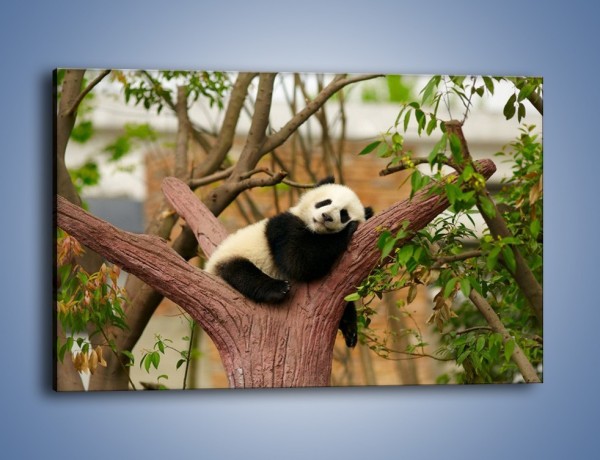Obraz na płótnie – Sen pandy na drzewie – jednoczęściowy prostokątny poziomy Z286