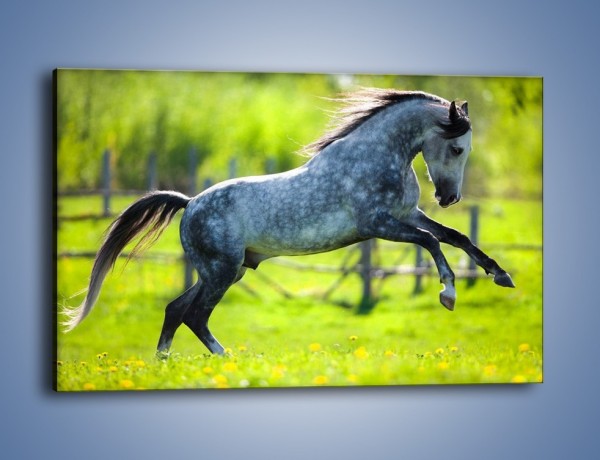 Obraz na płótnie – Koń w zagrodzie wiejskiej – jednoczęściowy prostokątny poziomy Z289