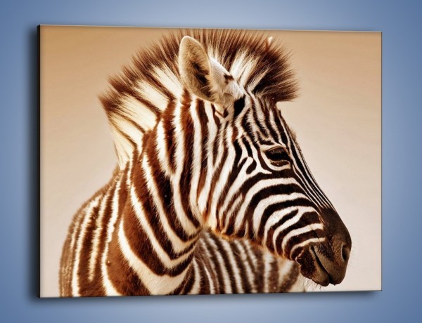 Obraz na płótnie – Zebra w irokezie – jednoczęściowy prostokątny poziomy Z296