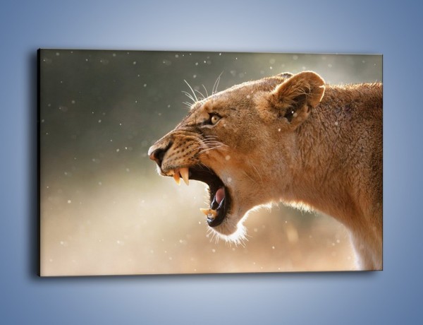 Obraz na płótnie – Ostrzeżenie lwiej samicy – jednoczęściowy prostokątny poziomy Z299