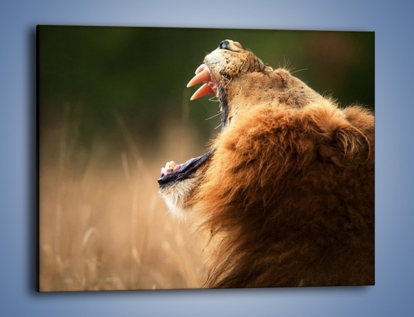 Obraz na płótnie – Lew królem zwierząt – jednoczęściowy prostokątny poziomy Z300