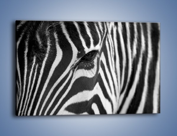 Obraz na płótnie – Zebra z bliska – jednoczęściowy prostokątny poziomy Z301