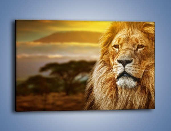 Obraz na płótnie – Dojrzały wiek lwa – jednoczęściowy prostokątny poziomy Z303