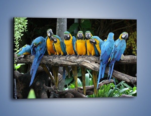 Obraz na płótnie – Narada papuziej rodziny – jednoczęściowy prostokątny poziomy Z307