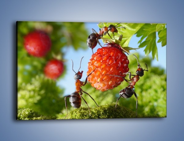 Obraz na płótnie – Mrówki i owoce – jednoczęściowy prostokątny poziomy Z309