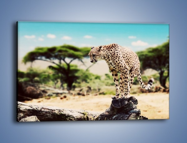 Obraz na płótnie – Cała zwinność geparda – jednoczęściowy prostokątny poziomy Z315