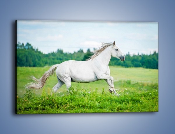 Obraz na płótnie – Biały koń i leśna polana – jednoczęściowy prostokątny poziomy Z317