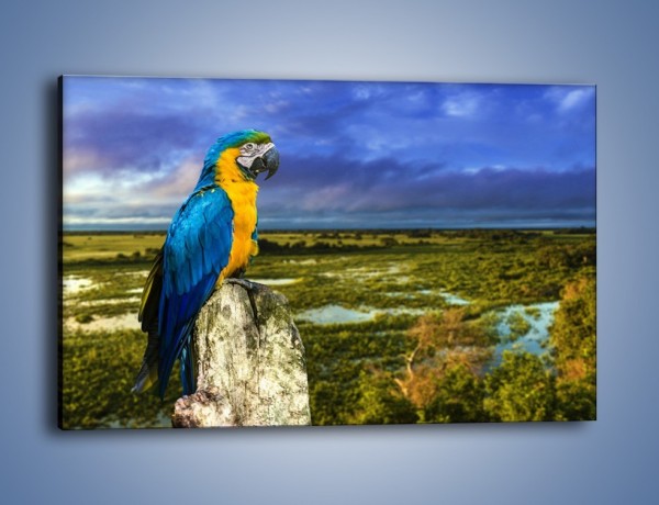 Obraz na płótnie – Papuga w kolorze wzburzonego nieba – jednoczęściowy prostokątny poziomy Z320