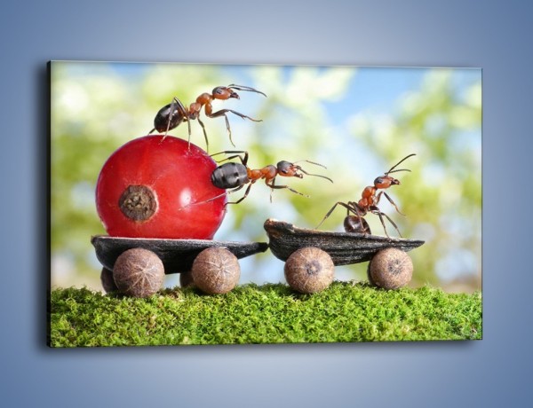 Obraz na płótnie – Mrówki i ich powóz – jednoczęściowy prostokątny poziomy Z325
