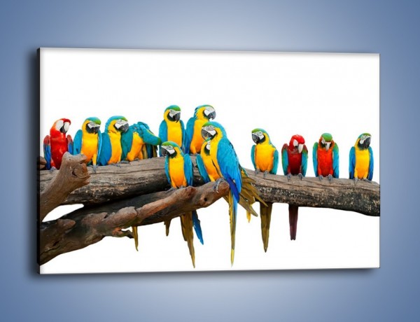 Obraz na płótnie – Kolorowe stado papug – jednoczęściowy prostokątny poziomy Z326