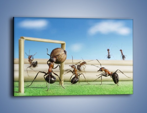 Obraz na płótnie – Mecz mrówkowych drużyn – jednoczęściowy prostokątny poziomy Z327