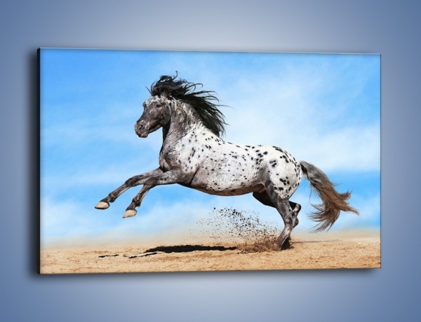Obraz na płótnie – Rzadko spotykany okaz konia – jednoczęściowy prostokątny poziomy Z329