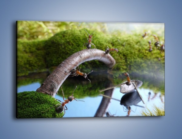 Obraz na płótnie – Skoki mrówek do wody – jednoczęściowy prostokątny poziomy Z332