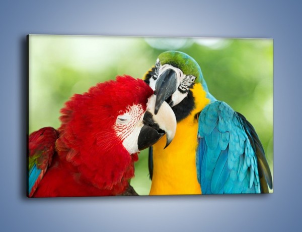 Obraz na płótnie – Miłość między papugami – jednoczęściowy prostokątny poziomy Z333