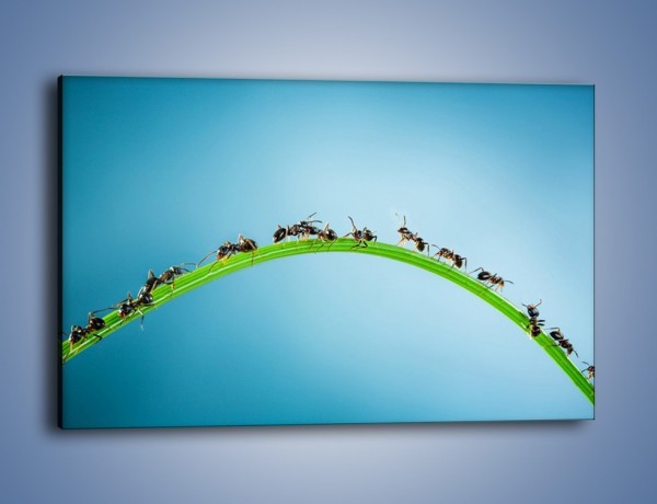 Obraz na płótnie – Mrówki na zielonym moście – jednoczęściowy prostokątny poziomy Z336