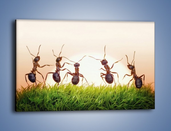 Obraz na płótnie – Taniec mrówek na trawie – jednoczęściowy prostokątny poziomy Z338