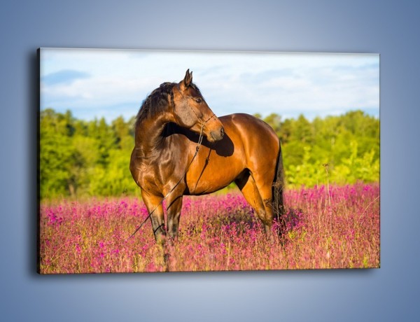 Obraz na płótnie – Koń w lawendowym polu – jednoczęściowy prostokątny poziomy Z340