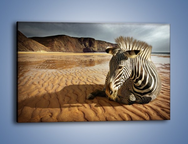 Obraz na płótnie – Odpoczynek zebry na mokrym piachu – jednoczęściowy prostokątny poziomy Z342