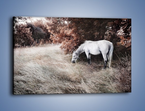 Obraz na płótnie – Wiejski pejzaż z koniem – jednoczęściowy prostokątny poziomy Z344