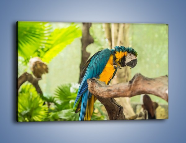 Obraz na płótnie – Zła potargana papuga – jednoczęściowy prostokątny poziomy Z345