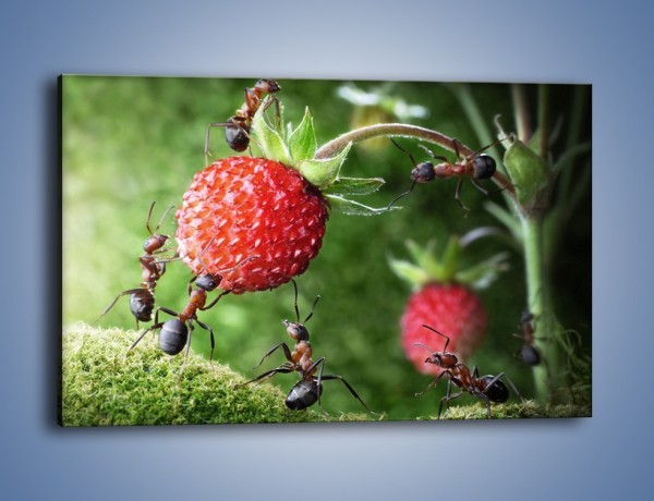 Obraz na płótnie – Mrówki i truskawka – jednoczęściowy prostokątny poziomy Z347