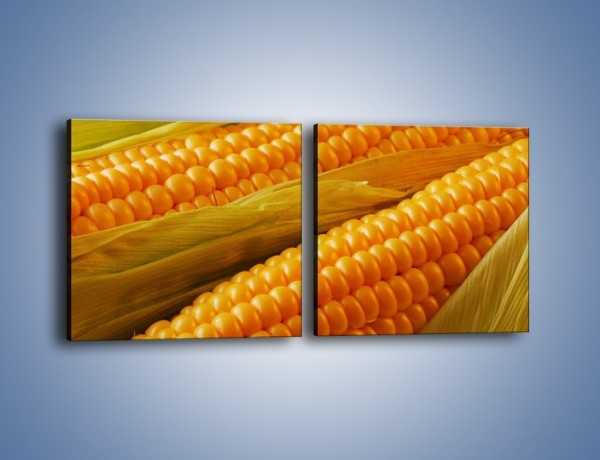 Obraz na płótnie – Kolby dojrzałych kukurydz – dwuczęściowy kwadratowy poziomy JN046